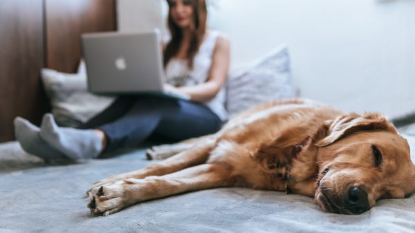 woman on laptop in bed with a golden retriever lying in the foreground