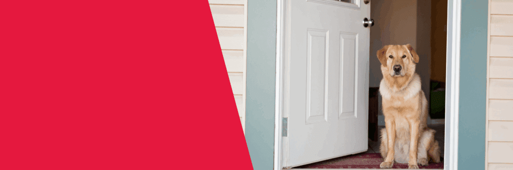 Banner that is half red and the other half is an image of a mixed breed dog, with light brown hair, looking out from the front door of a home.